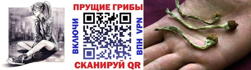 что такое   Бодайбо  Галлюциногенные грибы Magic Shrooms 